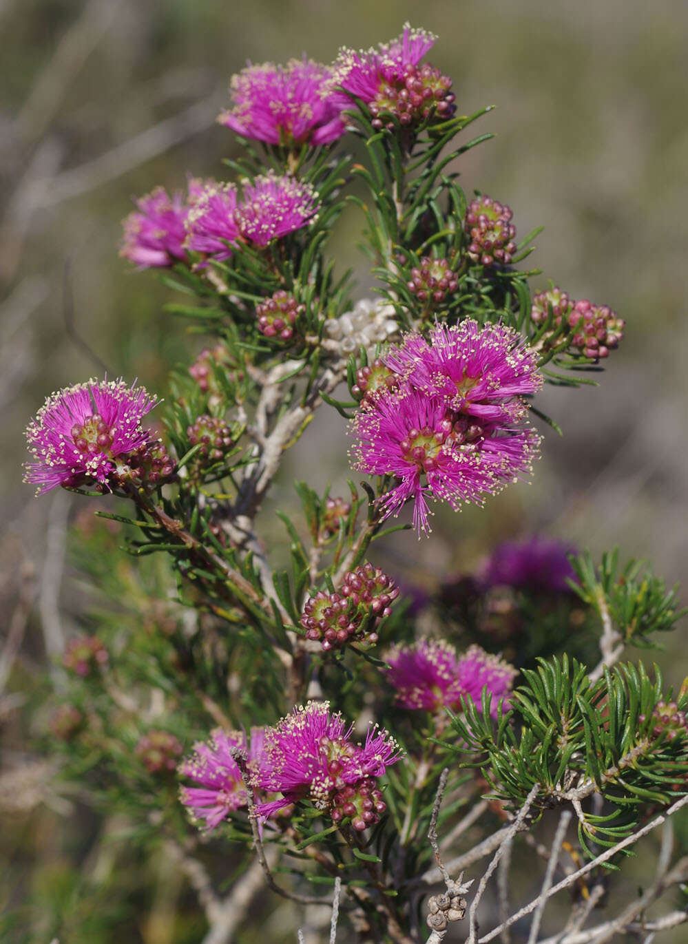 Image de Melaleuca parviceps Lindl.