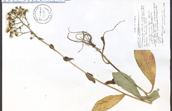 Image of rattlesnakeweed