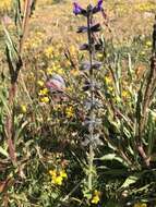 Image of verbena sage