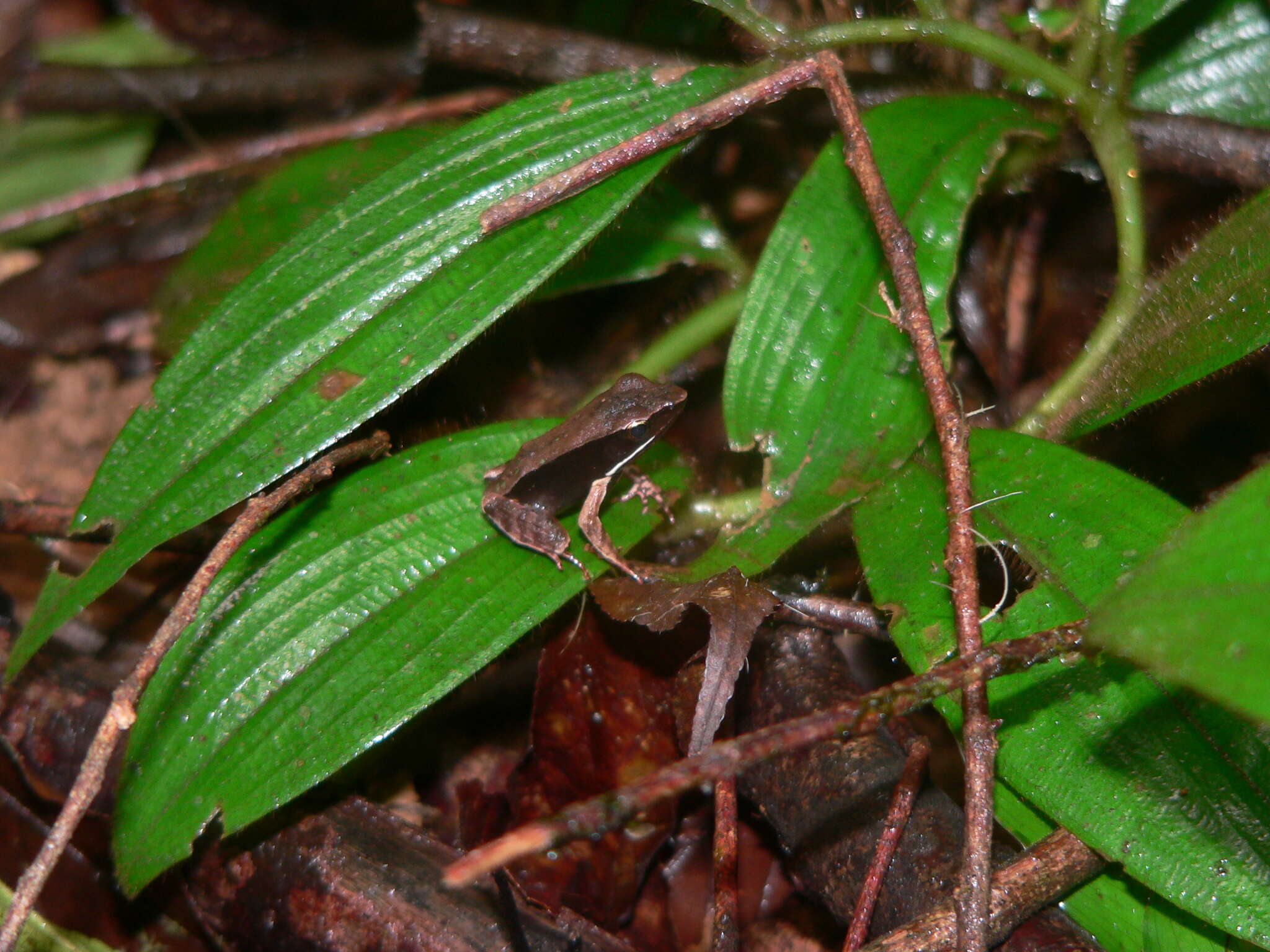 Image of Warszewitsch's Frog