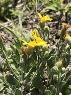 Image of hairy false goldenaster