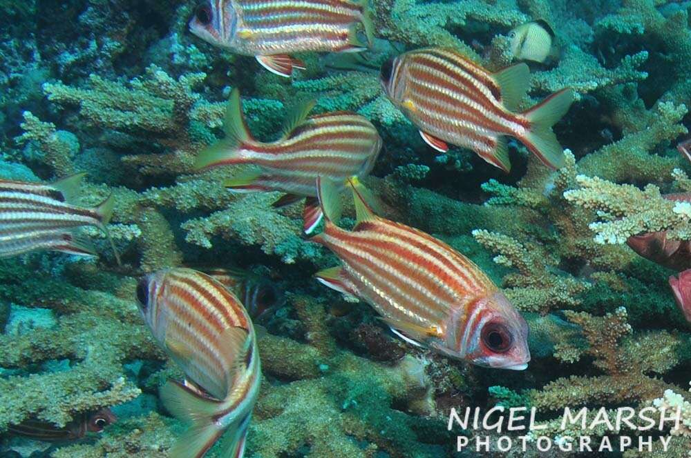 Image of Red Striped Squirrelfish