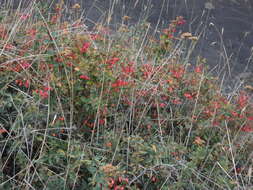 Image of Berberis aetnensis C. Presl