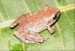 Image of Pristimantis malkini (Lynch 1980)