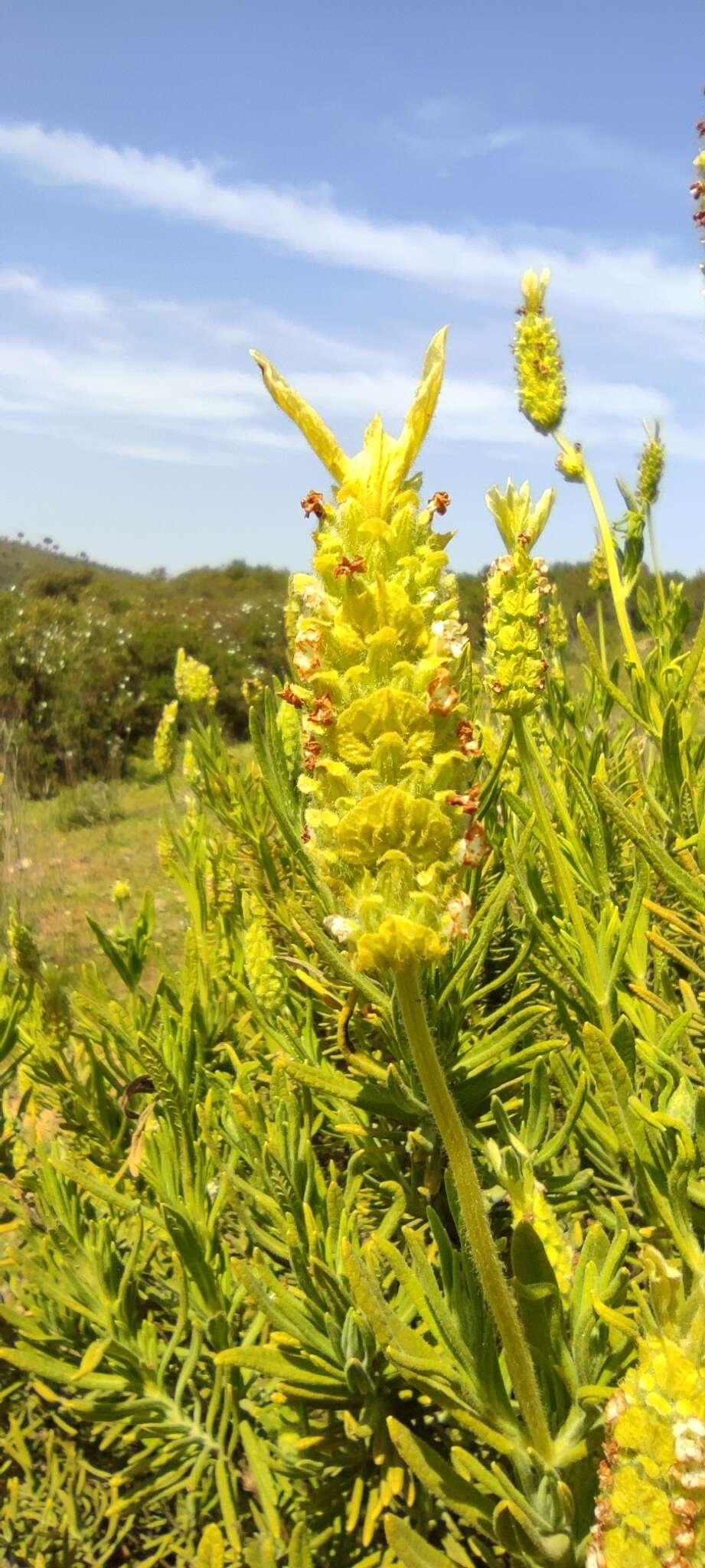 Image of Lavandula viridis L'Hér.