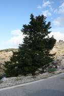 Image of Grecian Fir