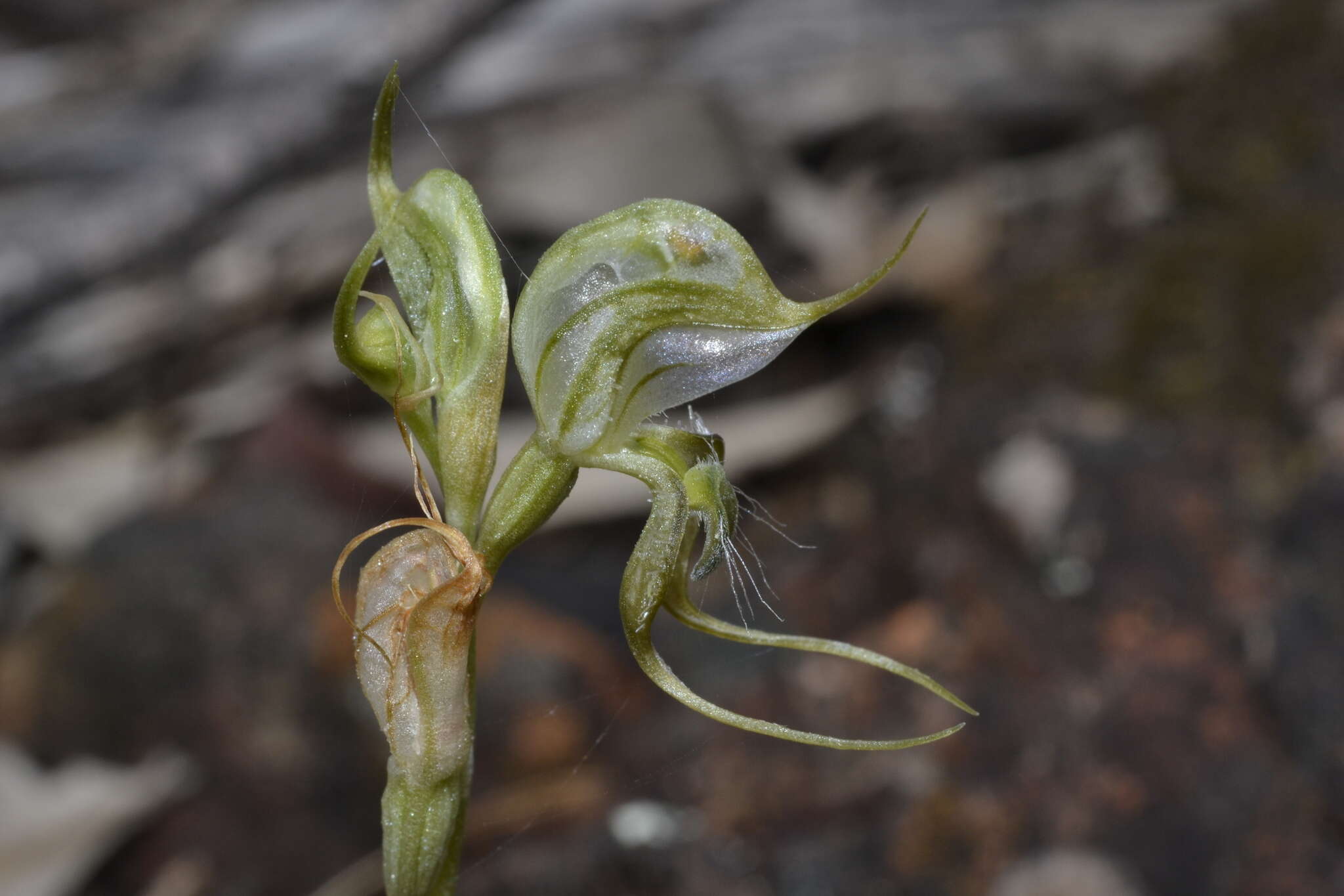 Image of Pterostylis ciliata M. A. Clem. & D. L. Jones