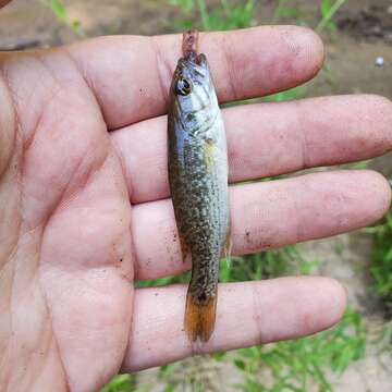 صورة Micropterus tallapoosae Baker, Johnston & Blanton 2013