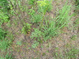 Image of Nuttall's prairie parsley