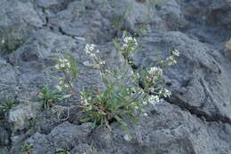 Image of Alpine Northern-Rockcress