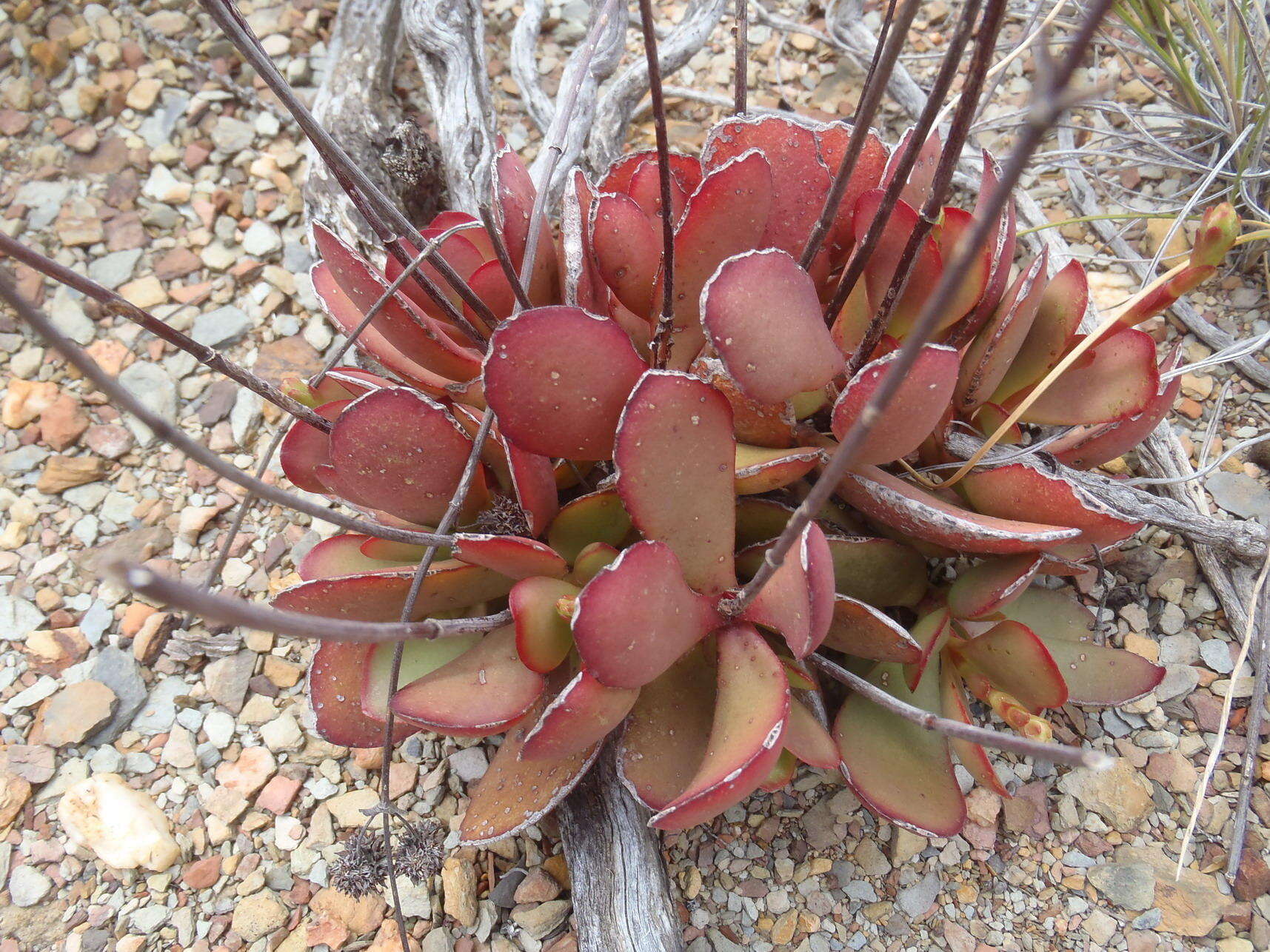 Image of <i>Crassula <i>atropurpurea</i></i> var. atropurpurea