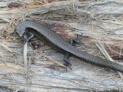 Image of Southern Forest Cool-skink