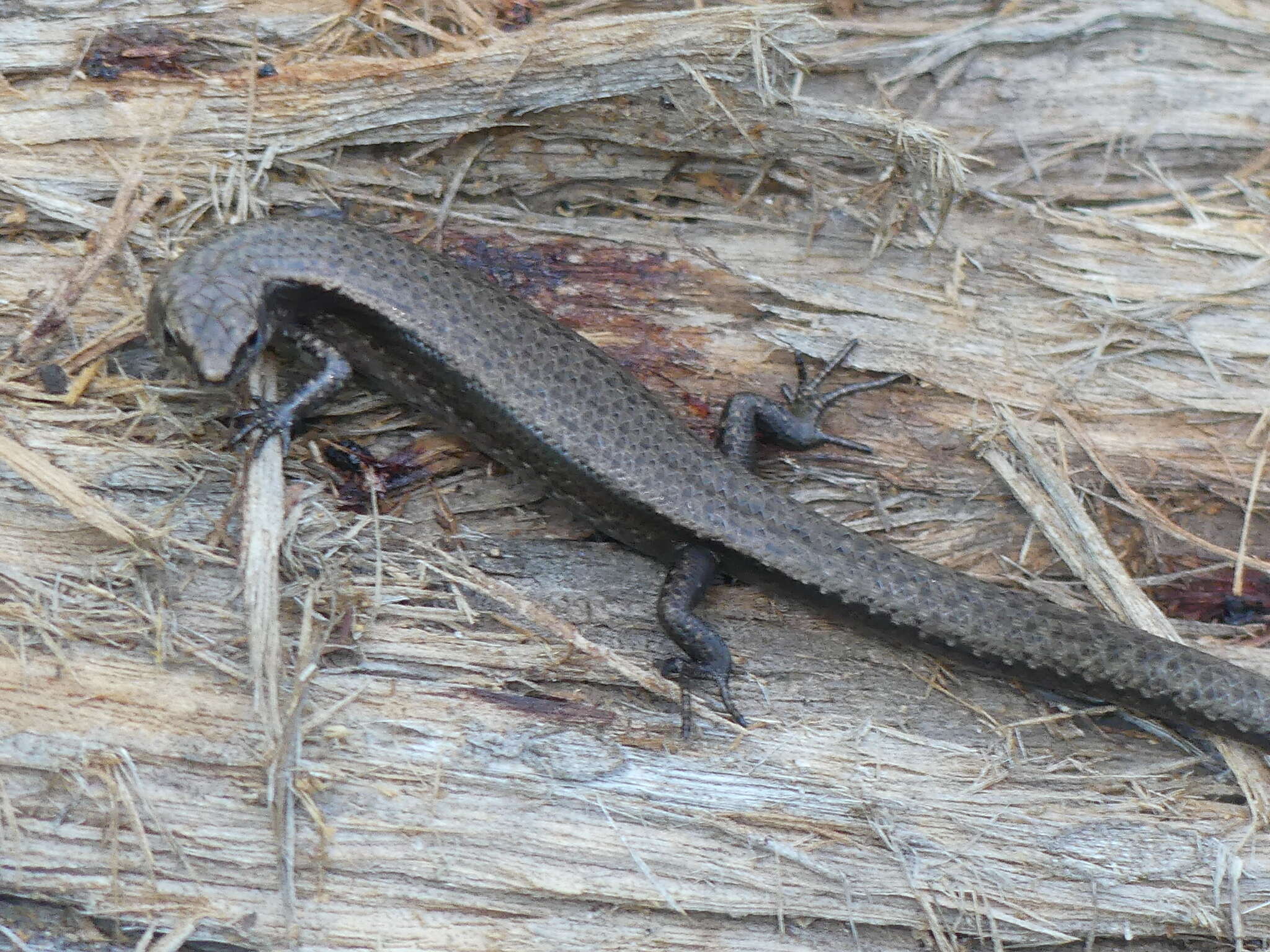 Image of Southern Forest Cool-skink