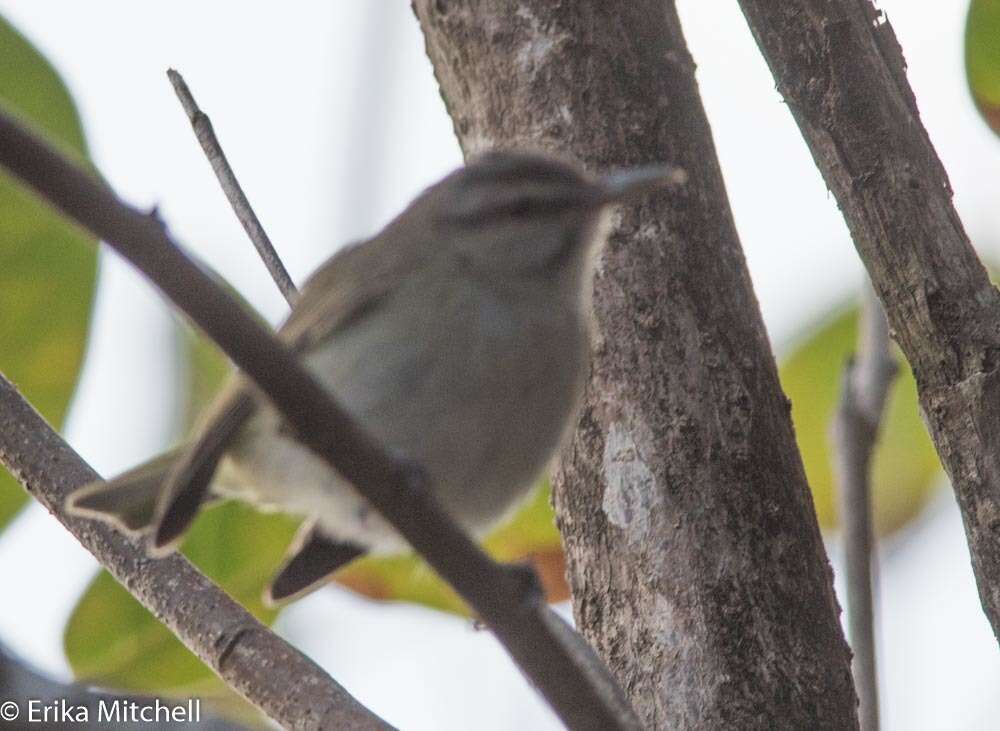 Image of Black-whiskered Vireo