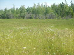 Image of slender cottongrass