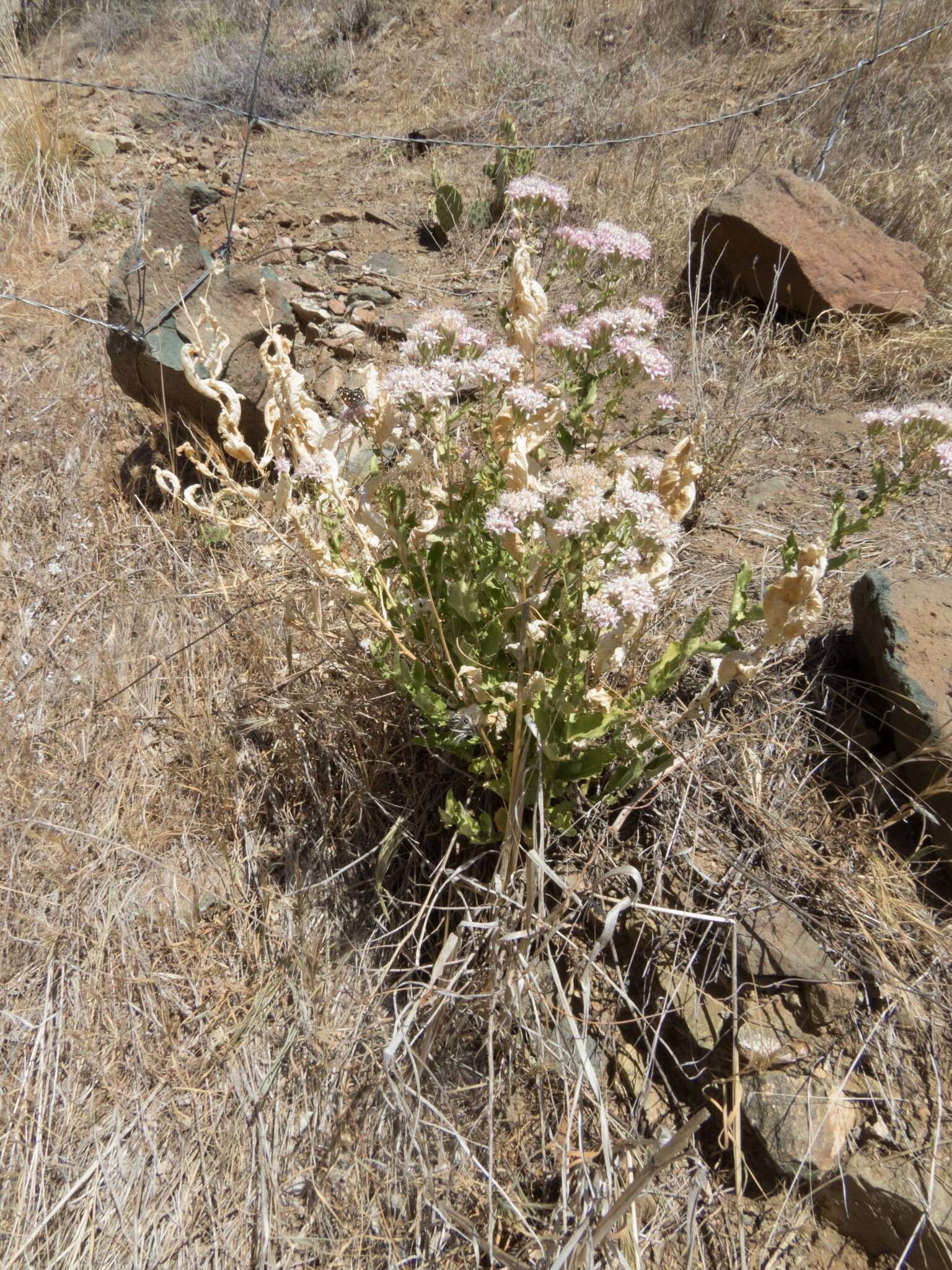 Sivun Acourtia wrightii (A. Gray) Reveal & R. M. King kuva