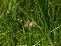 Image of Salt Marsh Skipper