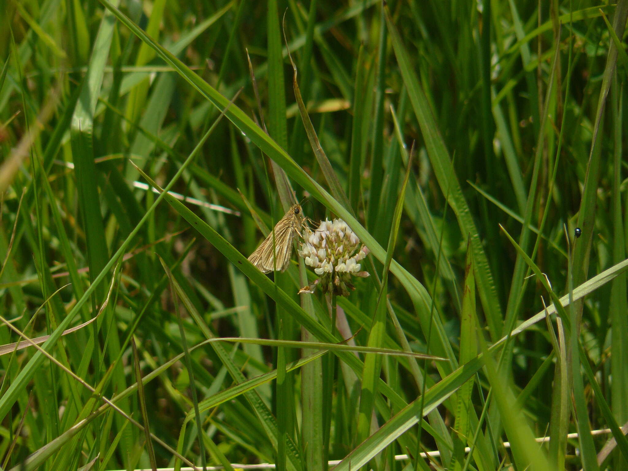 Image of Salt Marsh Skipper