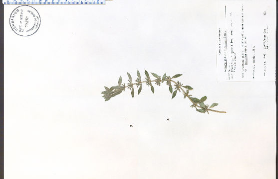 Image of American false pennyroyal