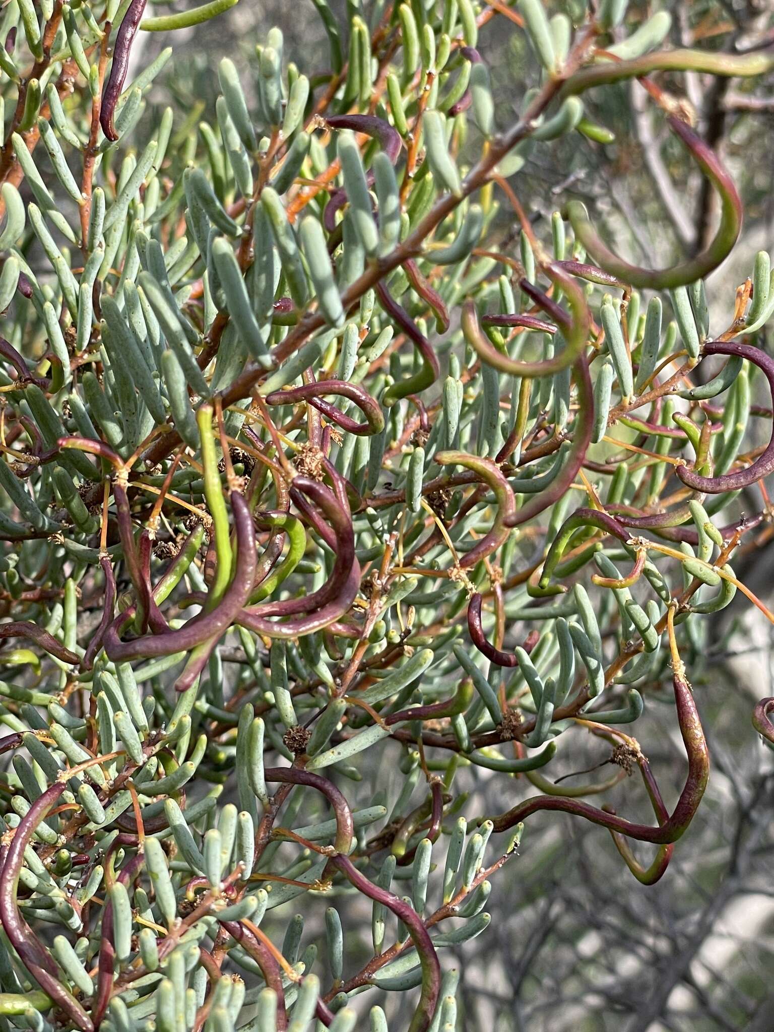 Image of Acacia pinguifolia J. M. Black