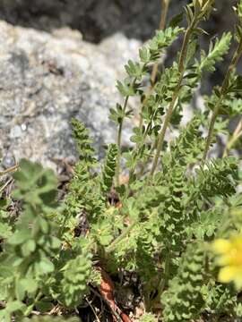 Ivesia baileyi subsp. setosa (S. Wats.) Keck的圖片