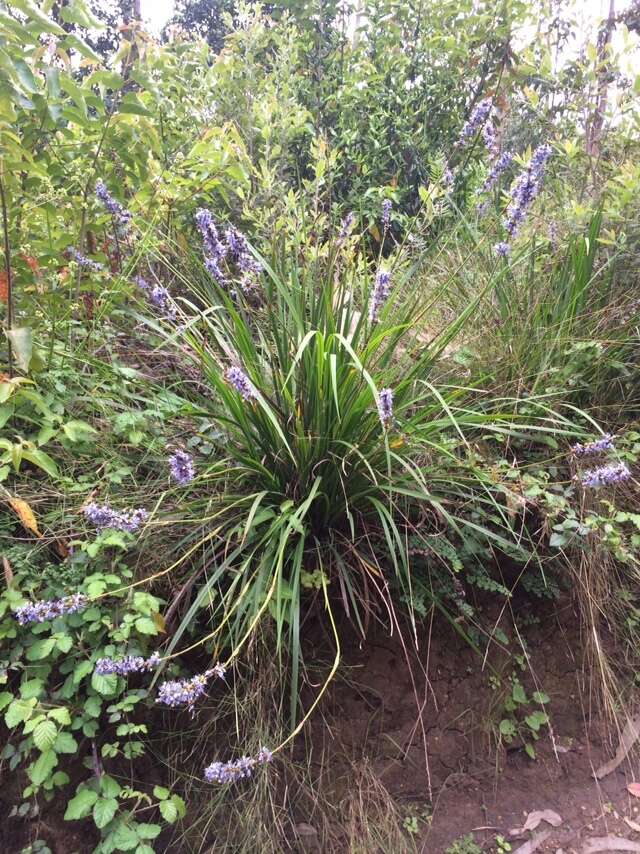 Image of Libertia sessiliflora (Poepp.) Skottsb.