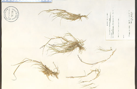 Image of puffsheath dropseed