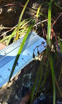 Image of Dianella tenuissima G. W. Carr