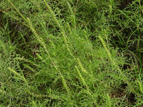 Image of slimleaf bur ragweed