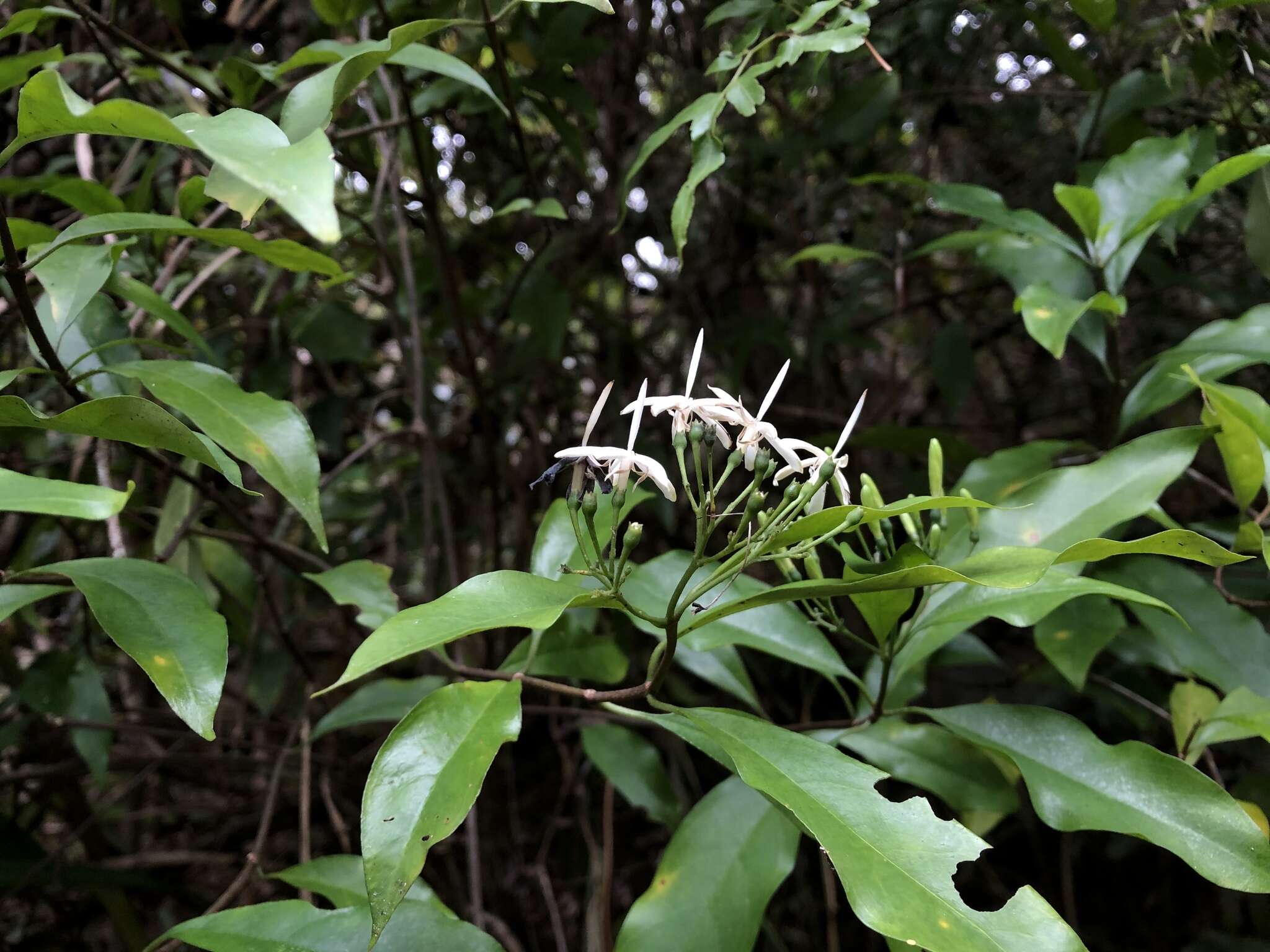 Image of Tarenna gracilipes (Hayata) Ohwi