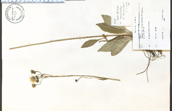 Image of <i>Hieracium vulgatiforme</i> Dahlst.