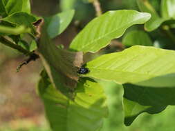 Image of Parnaenus cyanidens (C. L. Koch 1846)