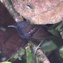 Image of Northern Chestnut-tailed Antbird