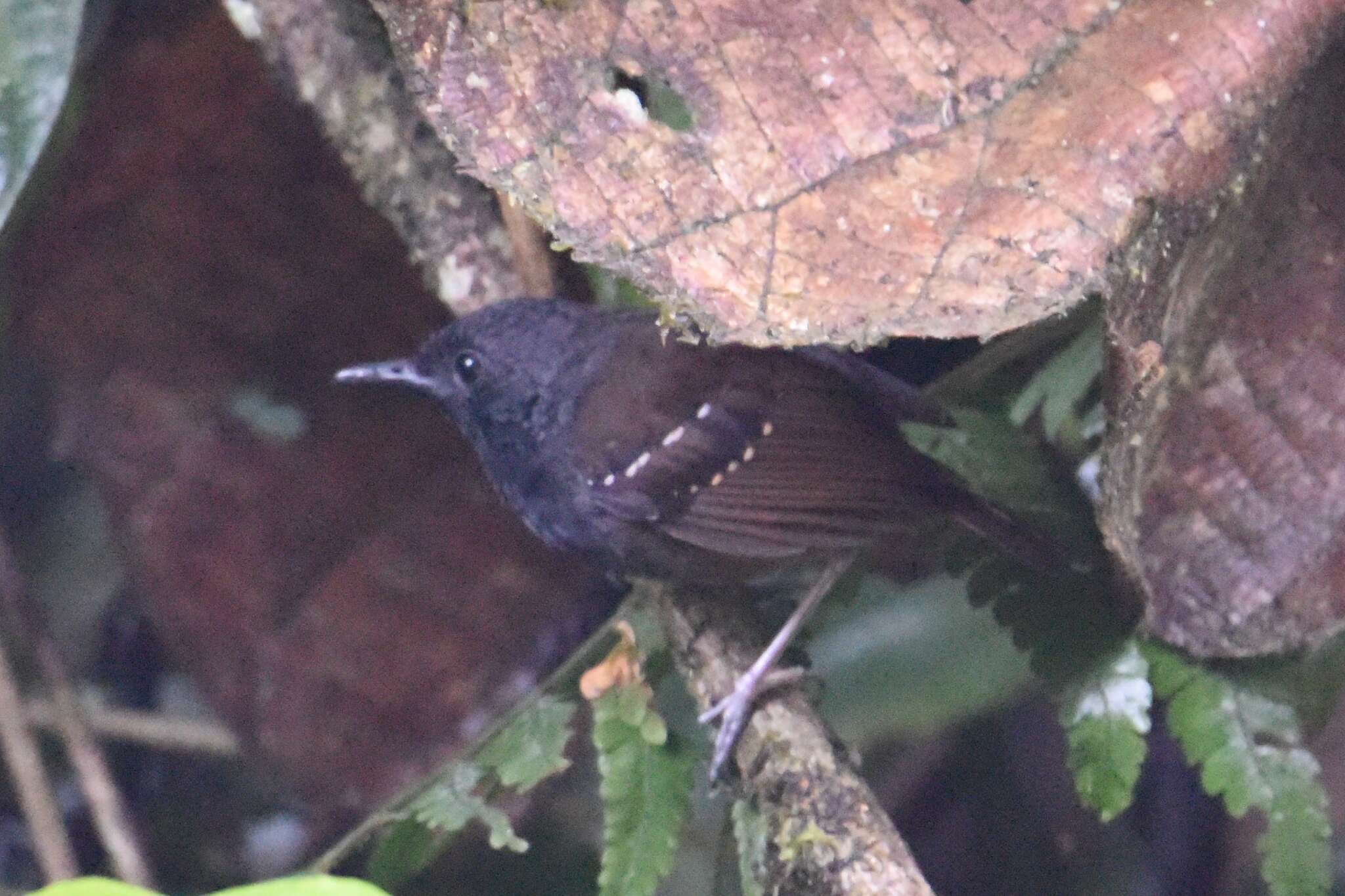 Image of Northern Chestnut-tailed Antbird