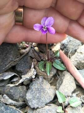 Image de Viola betonicifolia subsp. betonicifolia