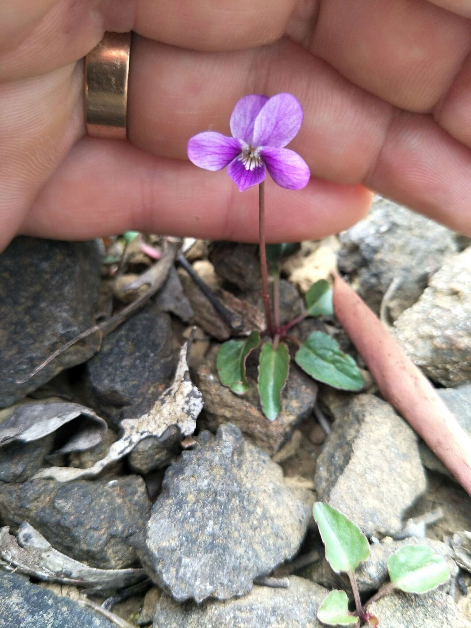 Image of Viola betonicifolia subsp. betonicifolia