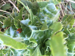 Image of California Lady Beetle