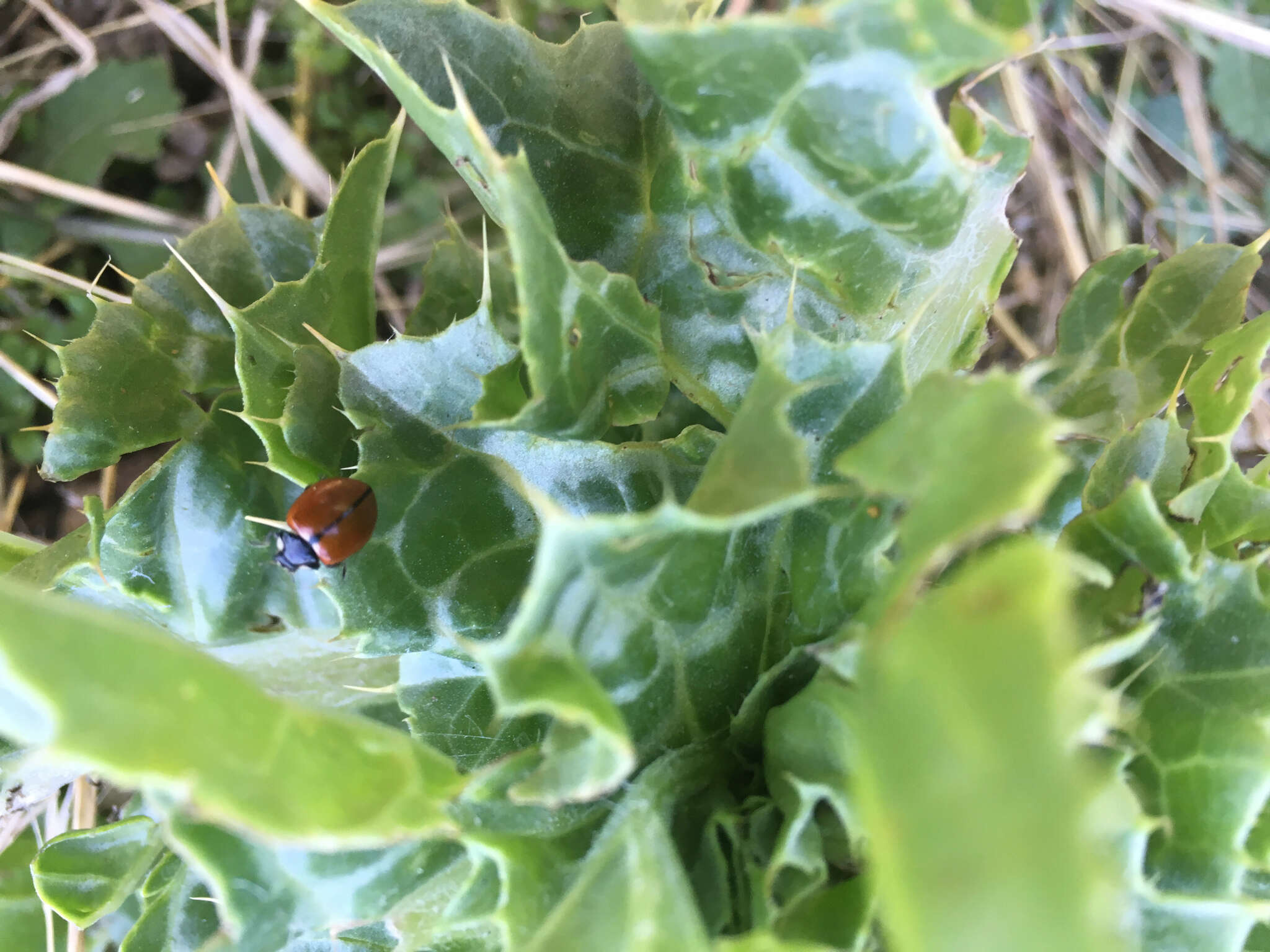 Imagem de Coccinella californica Mannerheim 1843