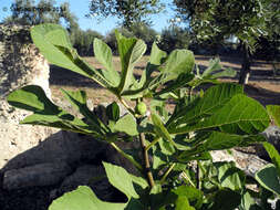 Imagem de Ficus carica L.