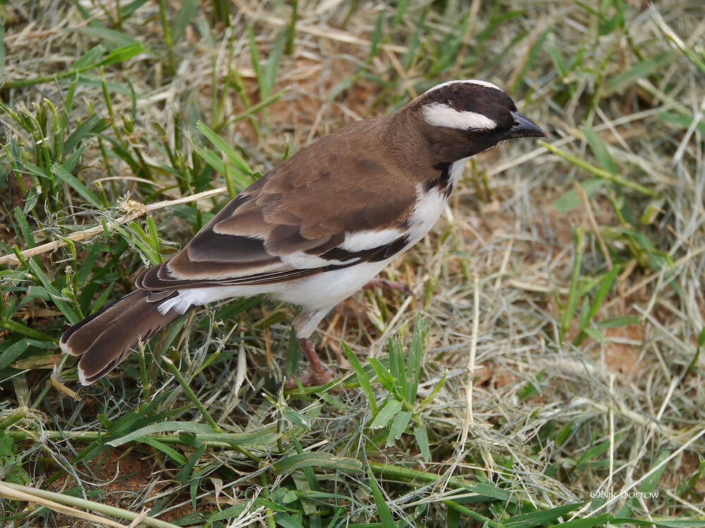 Image of Plocepasser mahali melanorhynchus Rüppell 1845