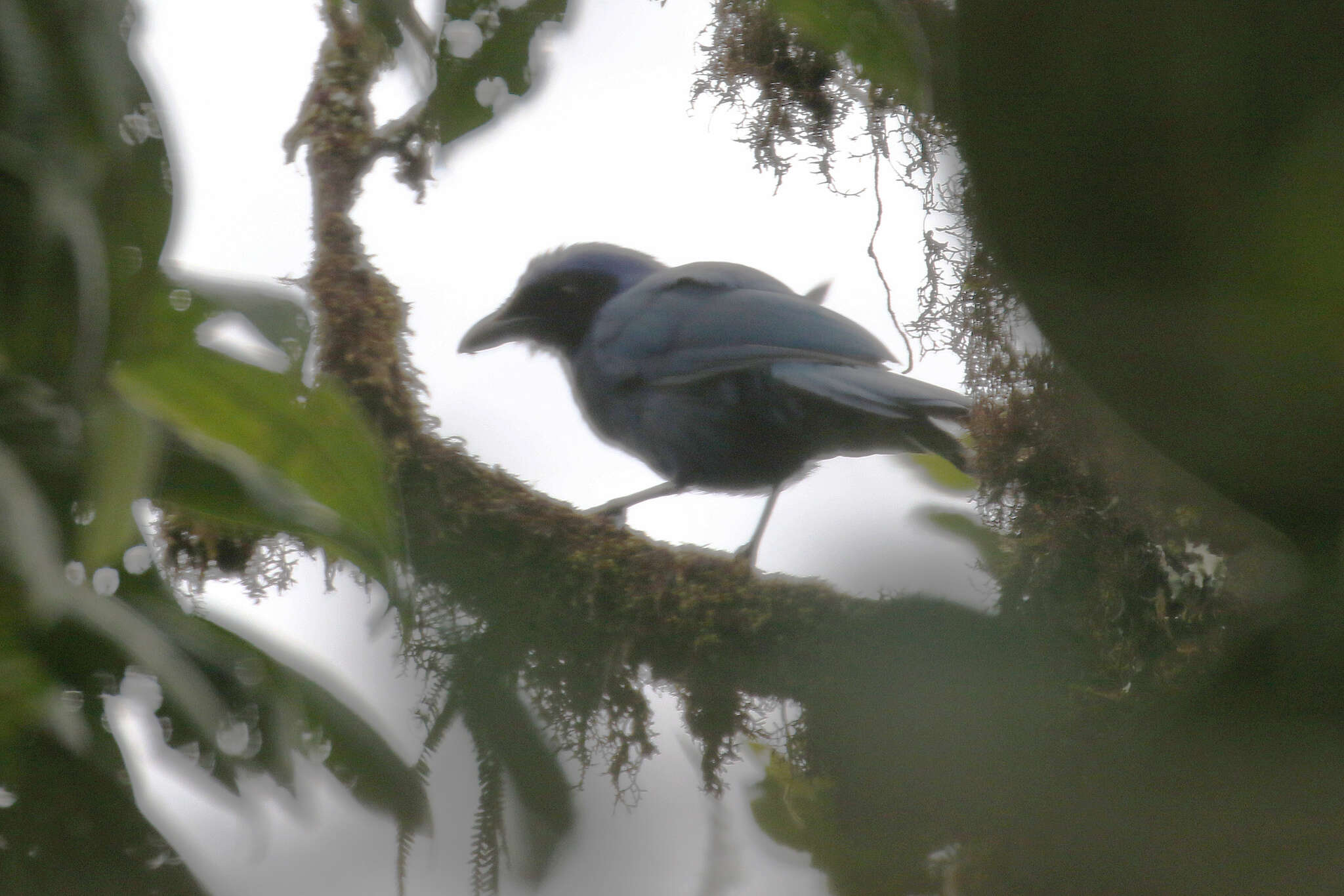 Image of Cyanolyca armillata quindiuna (Sclater, PL & Salvin 1876)