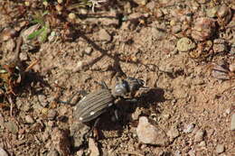 Image of Anthia (Termophilum) decemguttata (Linnaeus 1764)