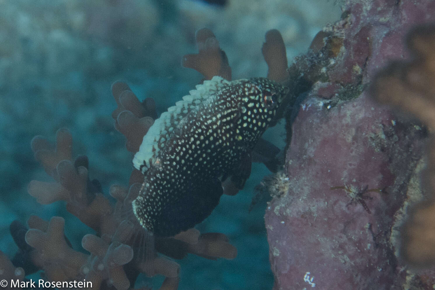 Image of Black leopard wrasse