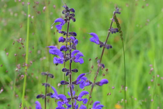 Imagem de Salvia pratensis L.