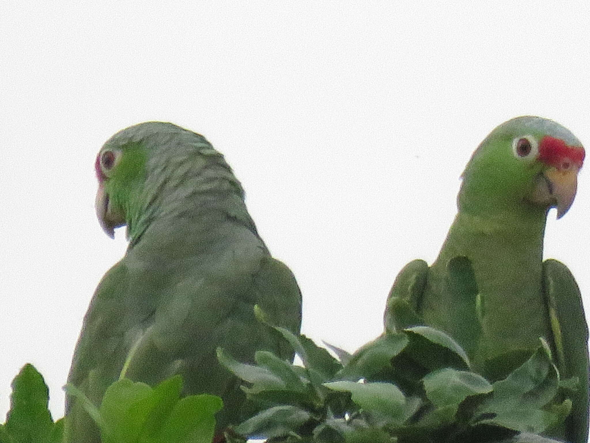 Image of Amazona autumnalis salvini (Salvadori 1891)