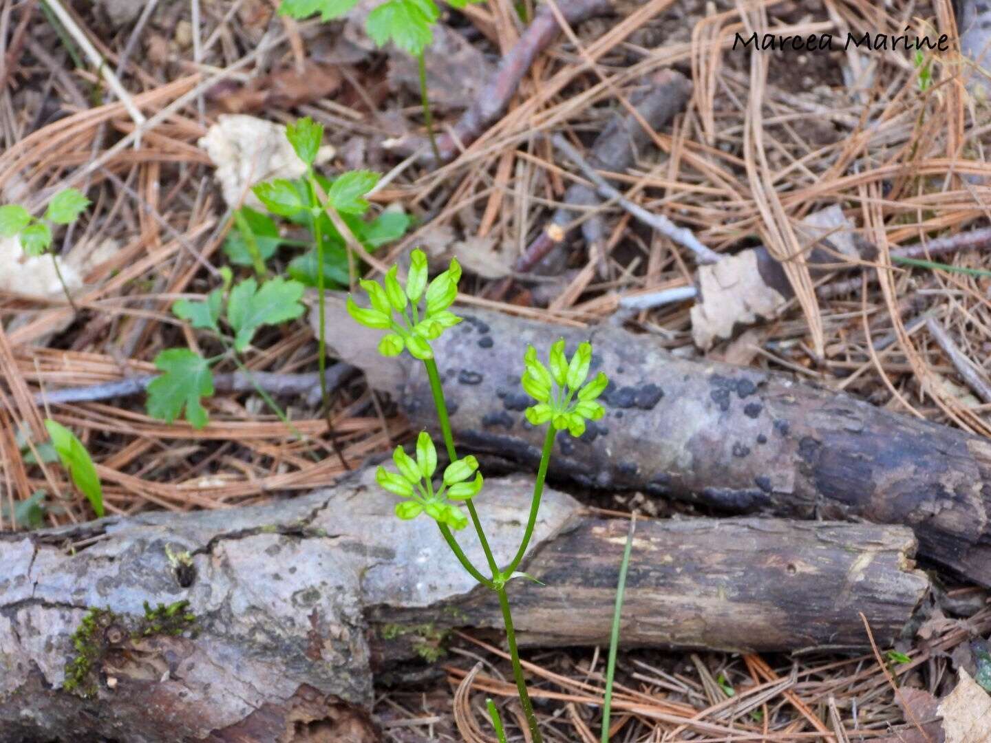 Image of Idaho goldthread