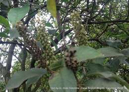 Image of Abatia parviflora Ruiz & Pav.