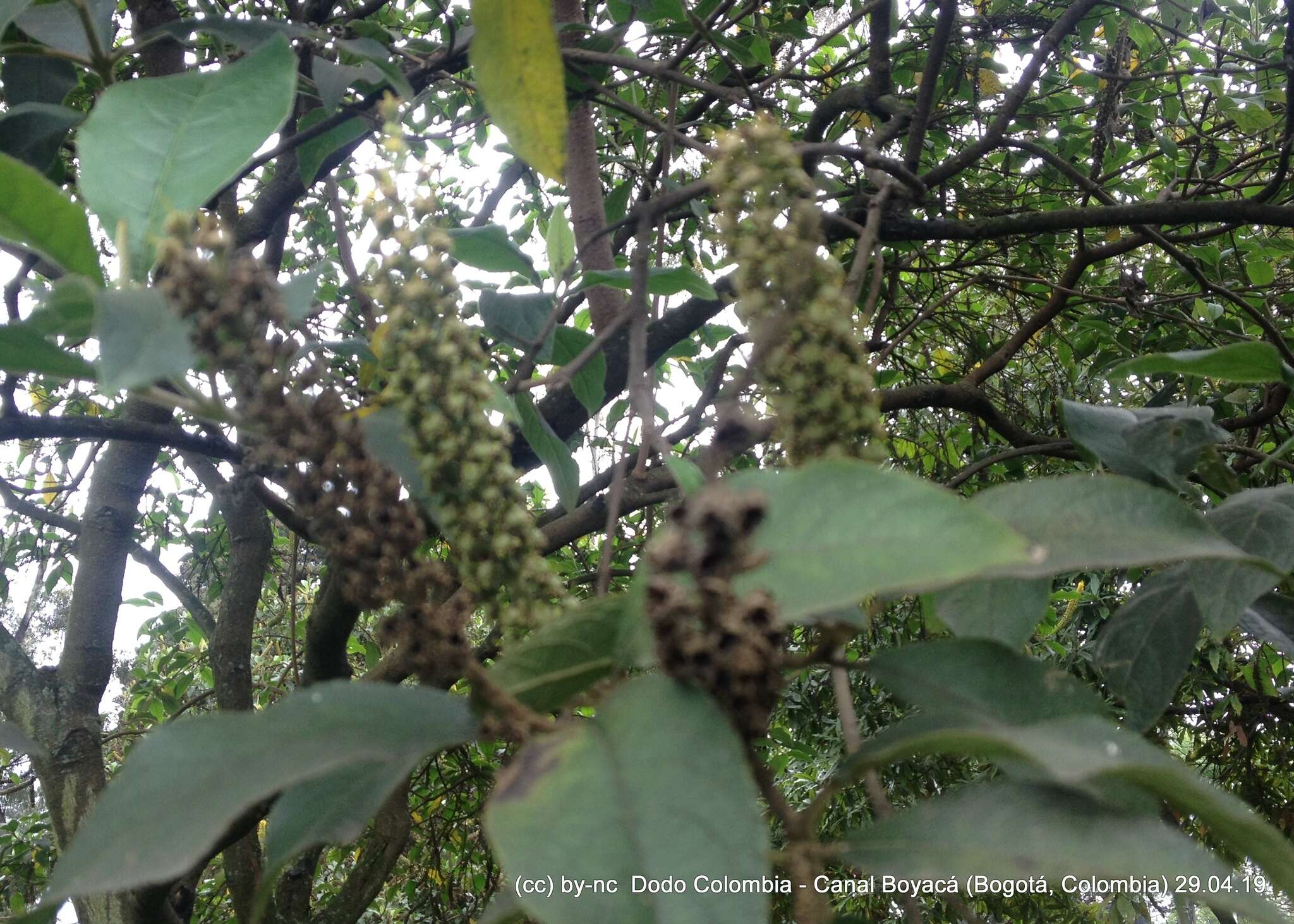 Image of Abatia parviflora Ruiz & Pav.