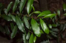 Image of Diospyros australis (R. Br.) Hiern