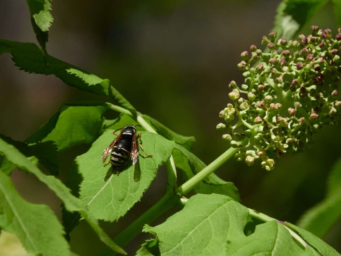 Image de Vespula consobrina (de Saussure 1854)